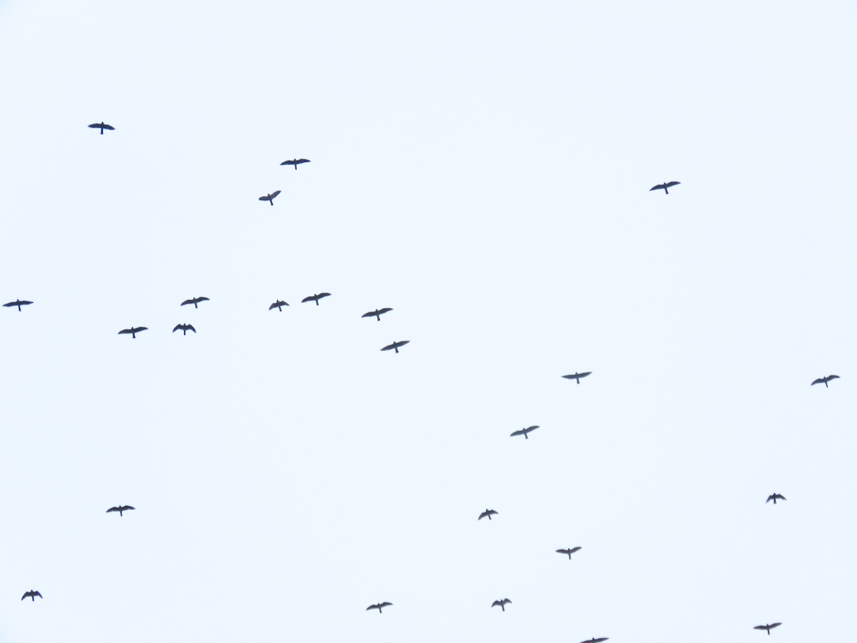 Mississippi Kite - ML642674137