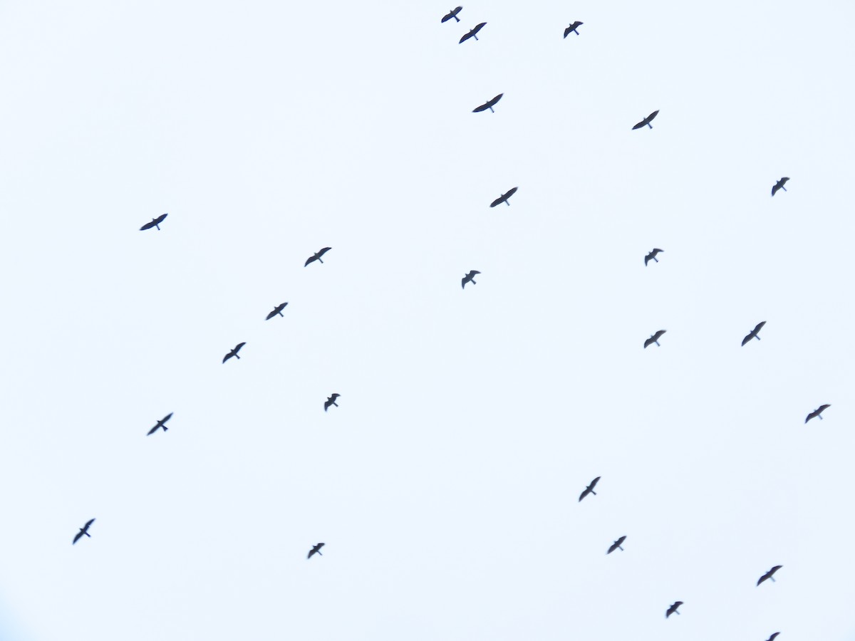 Mississippi Kite - ML642674138