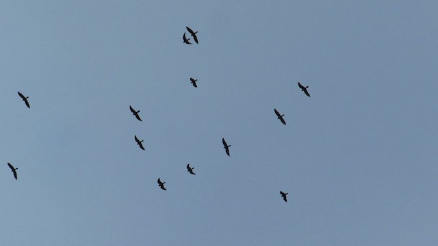 Mississippi Kite - ML642674146