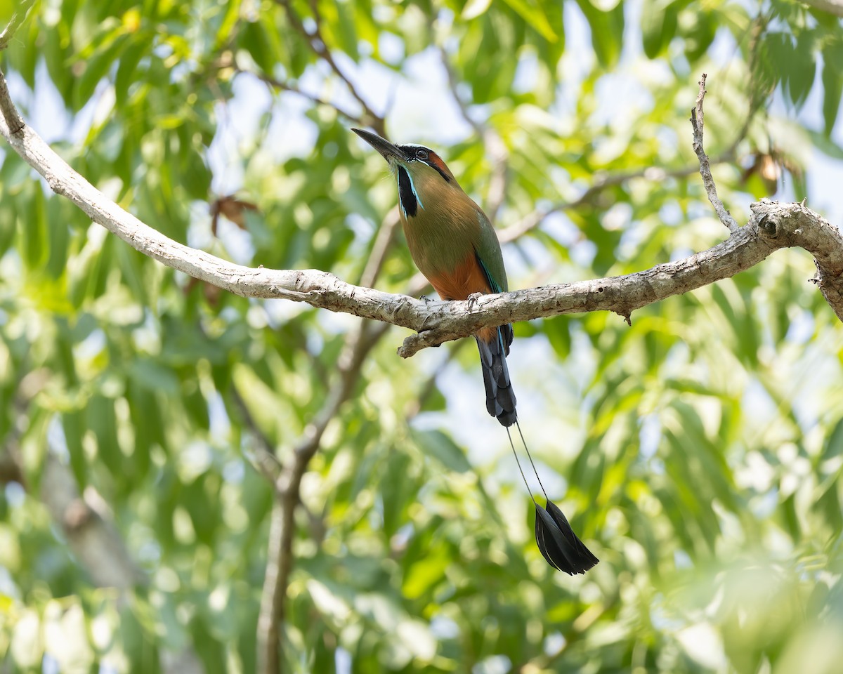 Turquoise-browed Motmot - ML642674149