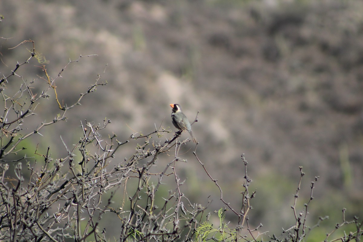 Golden-billed Saltator - ML642674151