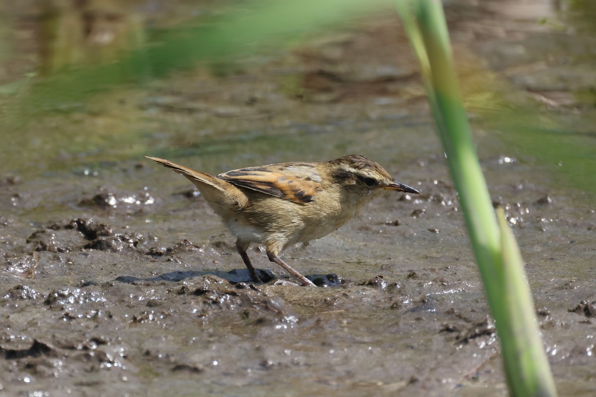 Wren-like Rushbird - ML642674153