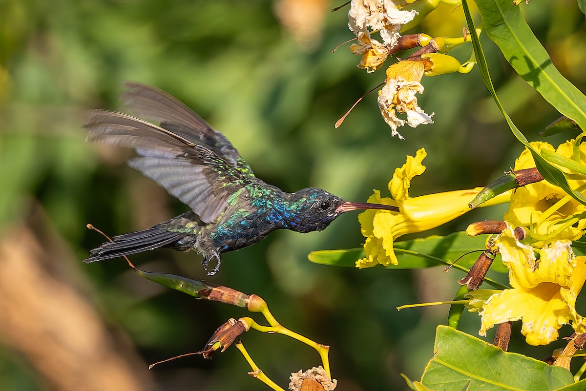 Blaugesichtkolibri - ML642674163