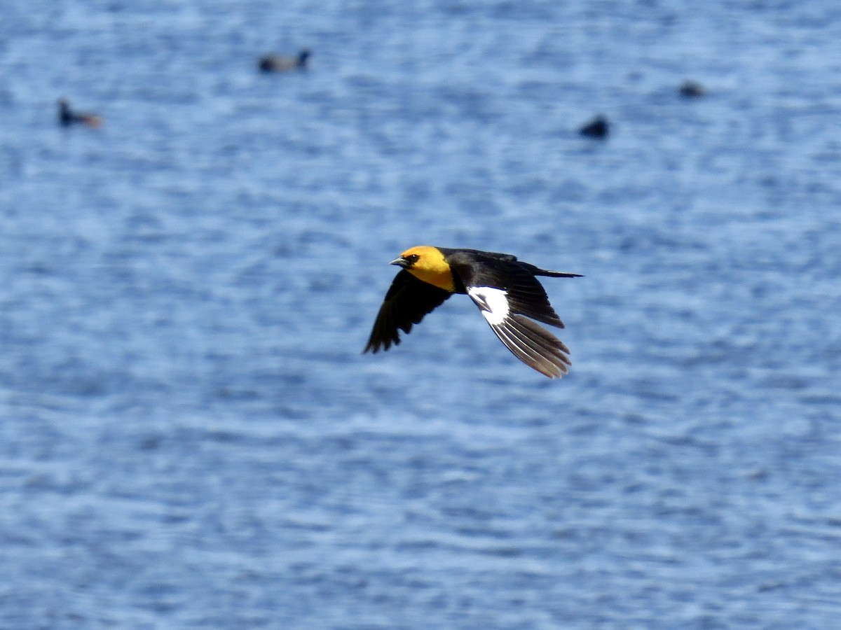 Yellow-headed Blackbird - ML642674164