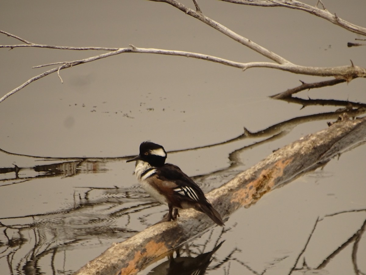 Hooded Merganser - ML642674165