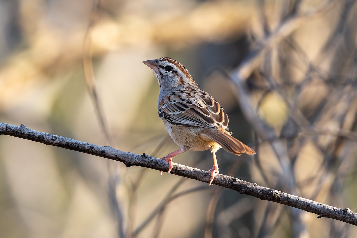 Cinnamon-tailed Sparrow - ML642674168
