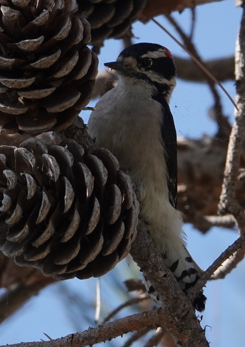 Downy Woodpecker - ML642674170