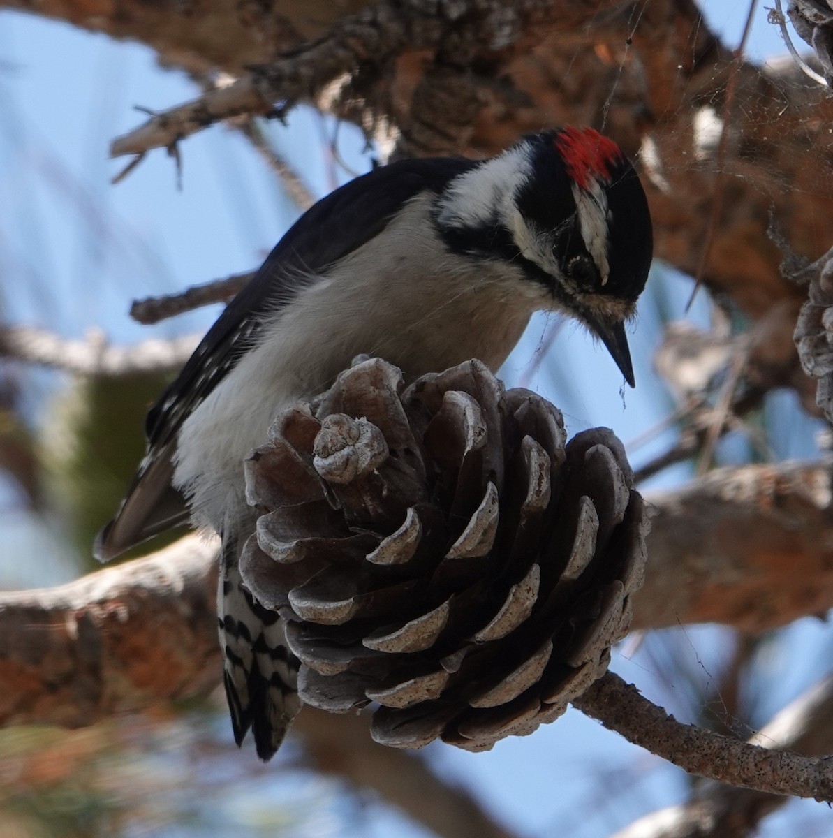 Downy Woodpecker - ML642674171
