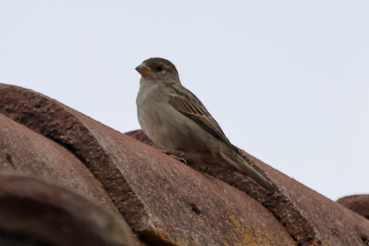 House Sparrow - ML642674183