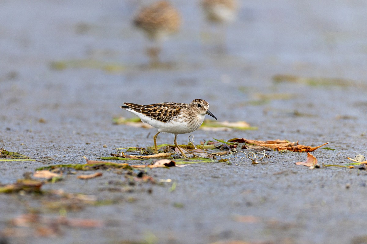 Least Sandpiper - ML642674186