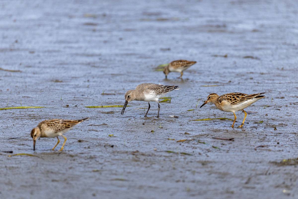 Dunlin - ML642674190