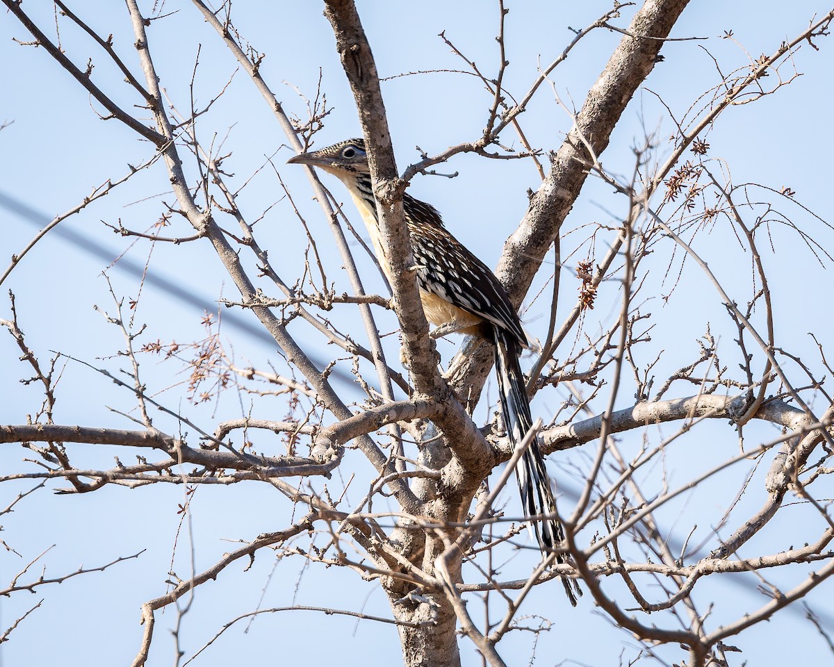Lesser Roadrunner - ML642674191