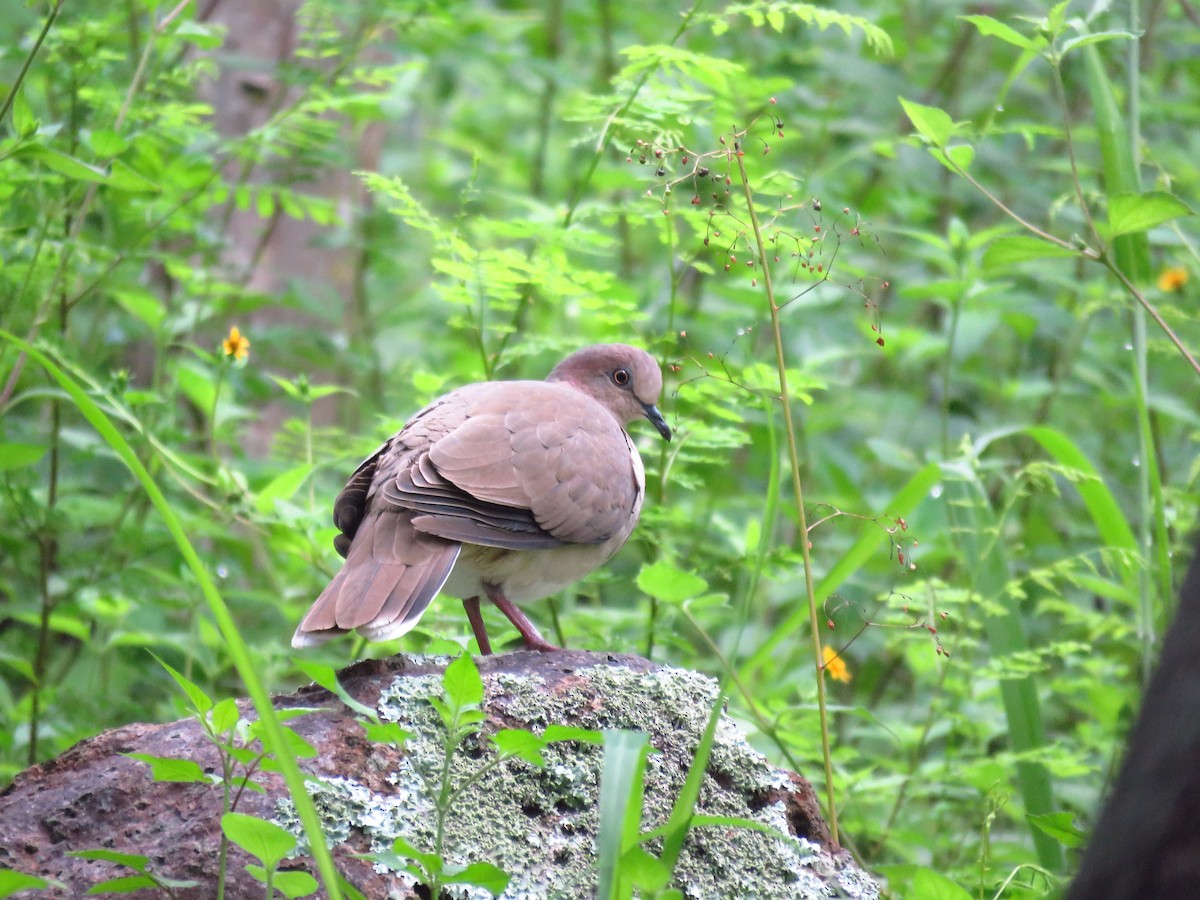 White-tipped Dove - ML642674193