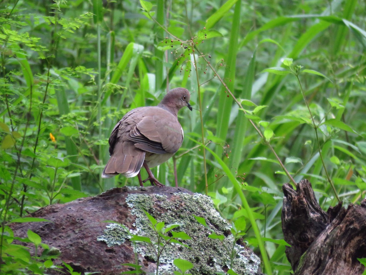 White-tipped Dove - ML642674196