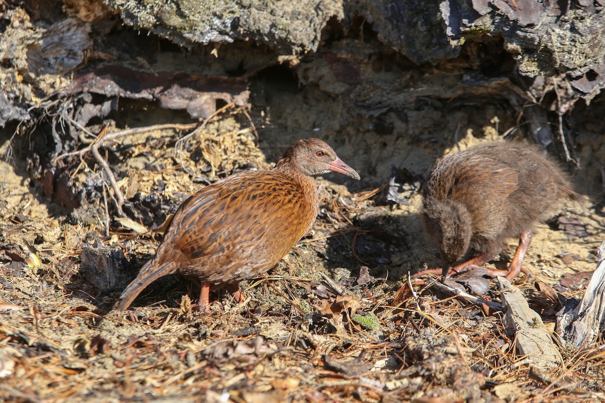 Weka - ML642674199