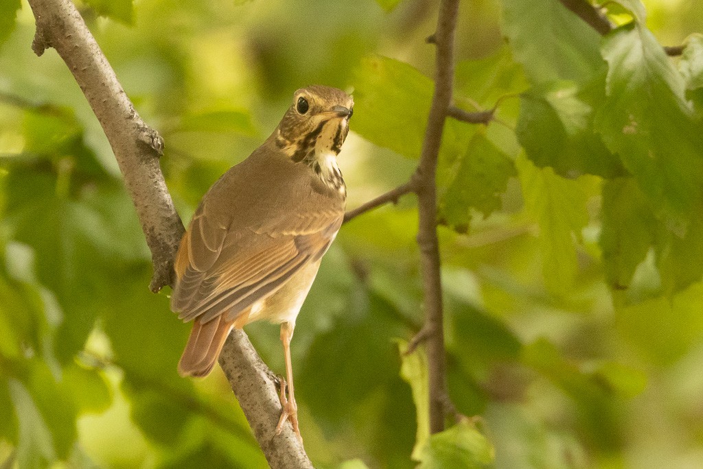 Hermit Thrush - ML642674200