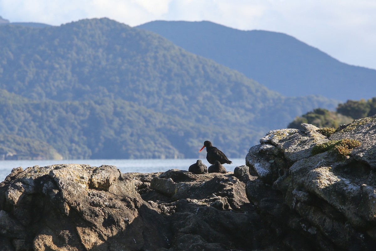 Variable Oystercatcher - ML642674213