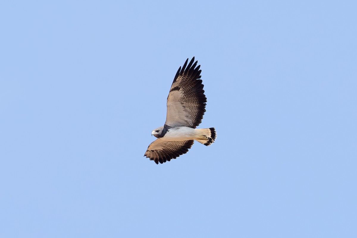White-tailed Hawk - ML642674216