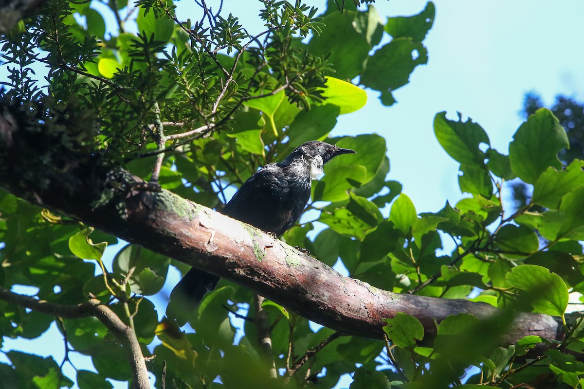 Tui - ML642674221