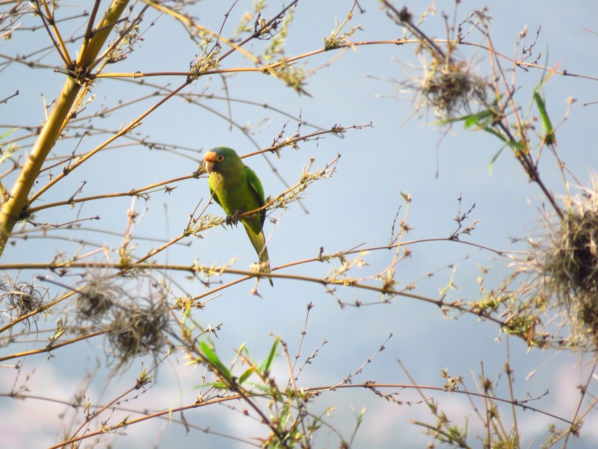 Orange-fronted Parakeet - ML642674222