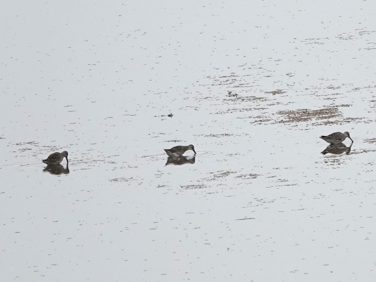 Short-billed Dowitcher - ML642674224
