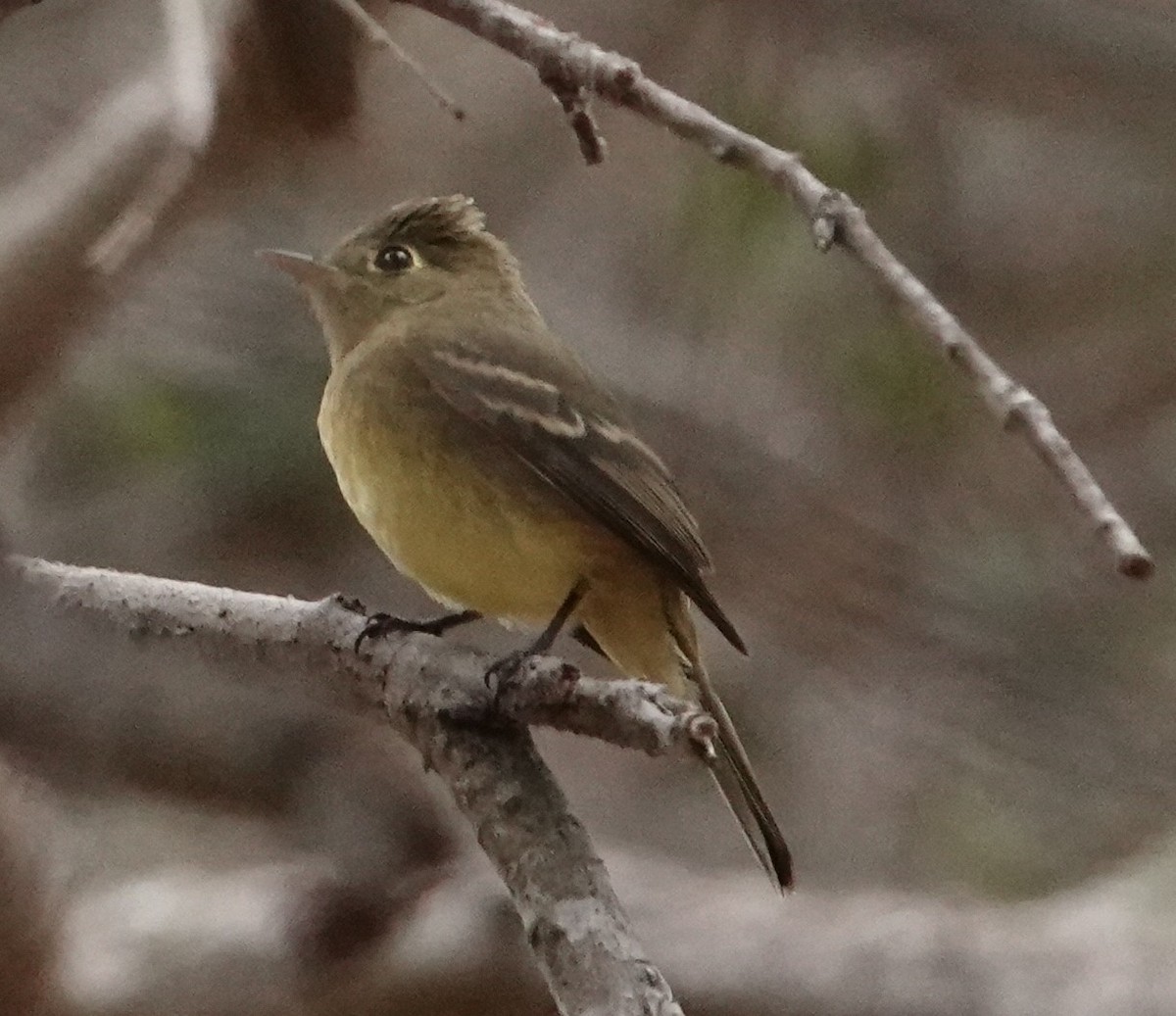 Western Flycatcher (Pacific-slope) - ML642674226