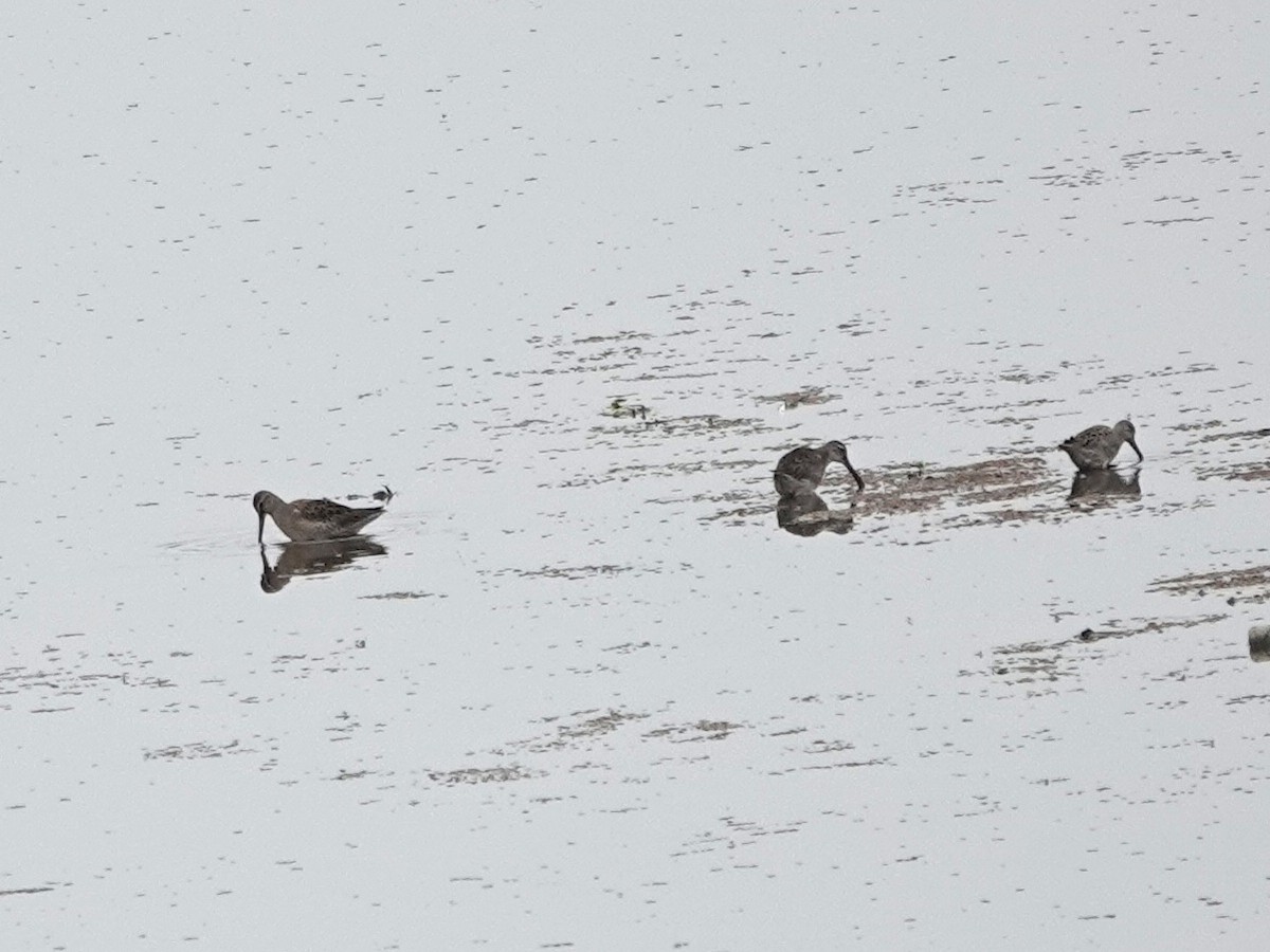 Short-billed Dowitcher - ML642674228