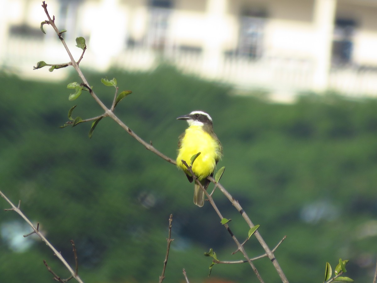 Boat-billed Flycatcher - ML642674247