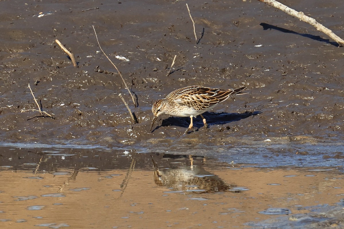 アメリカウズラシギ - ML642674263