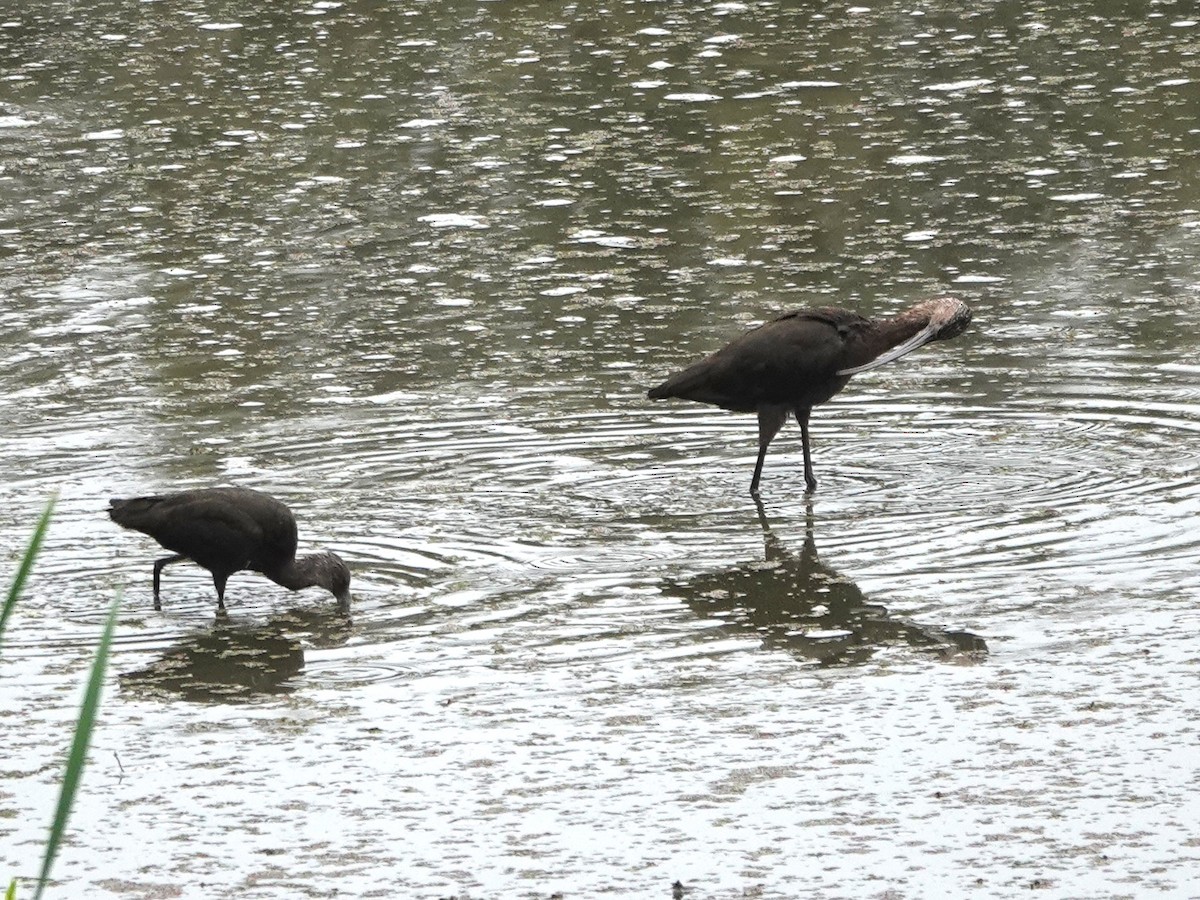 White-faced Ibis - ML642674270
