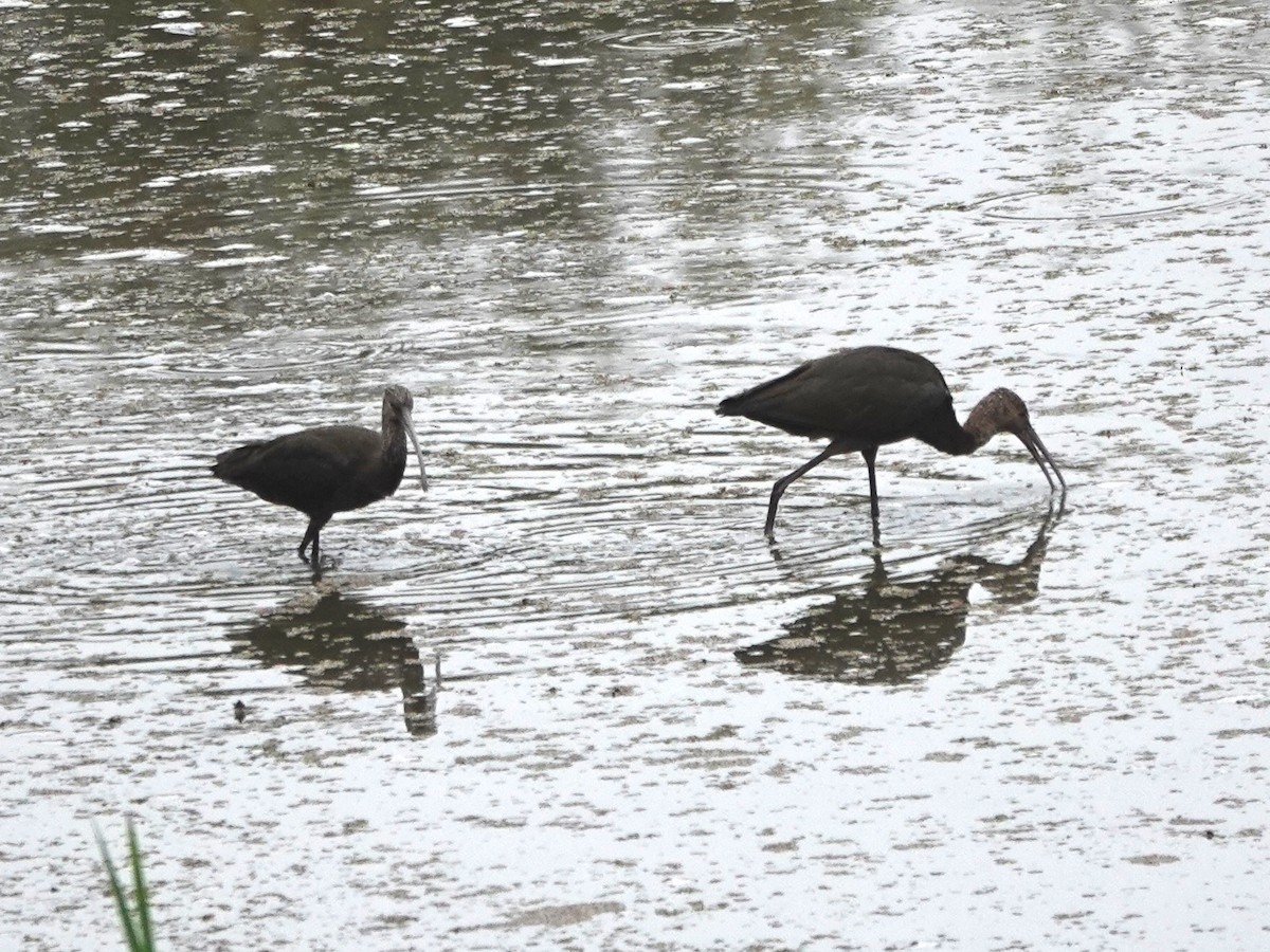 White-faced Ibis - ML642674276