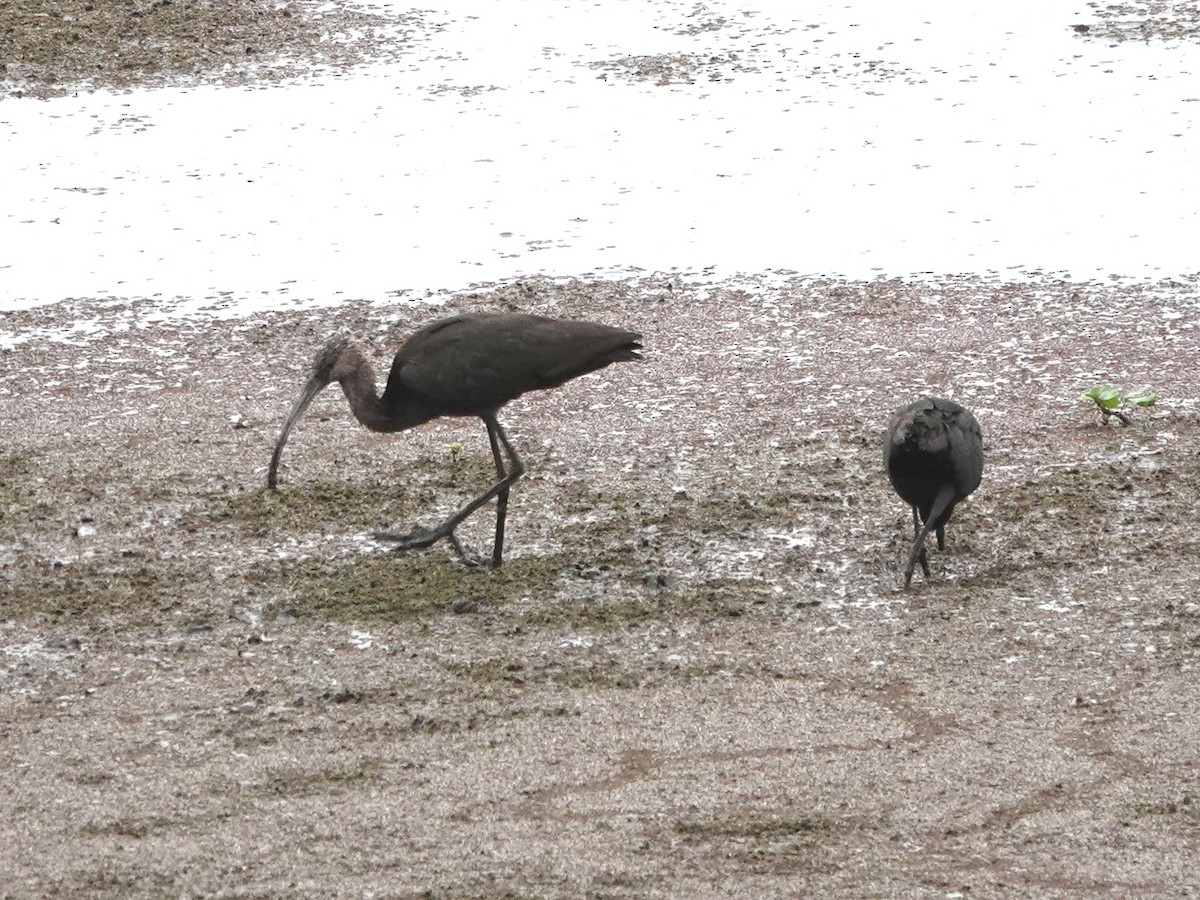 White-faced Ibis - ML642674278