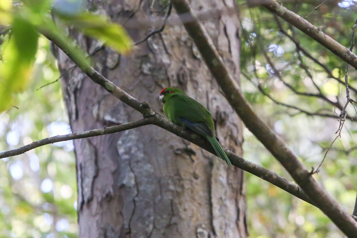 Red-crowned Parakeet - ML642674280