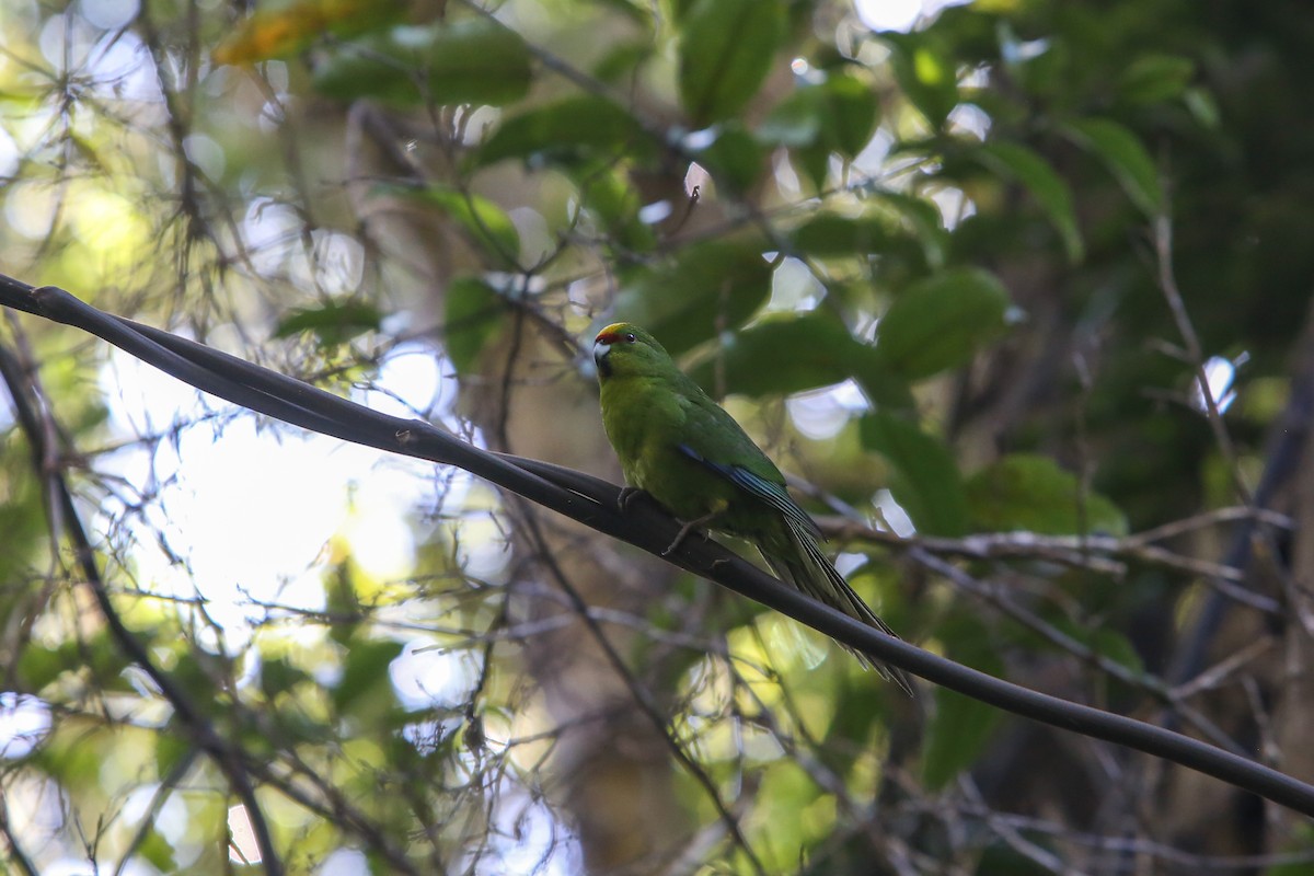 Yellow-crowned Parakeet - ML642674281