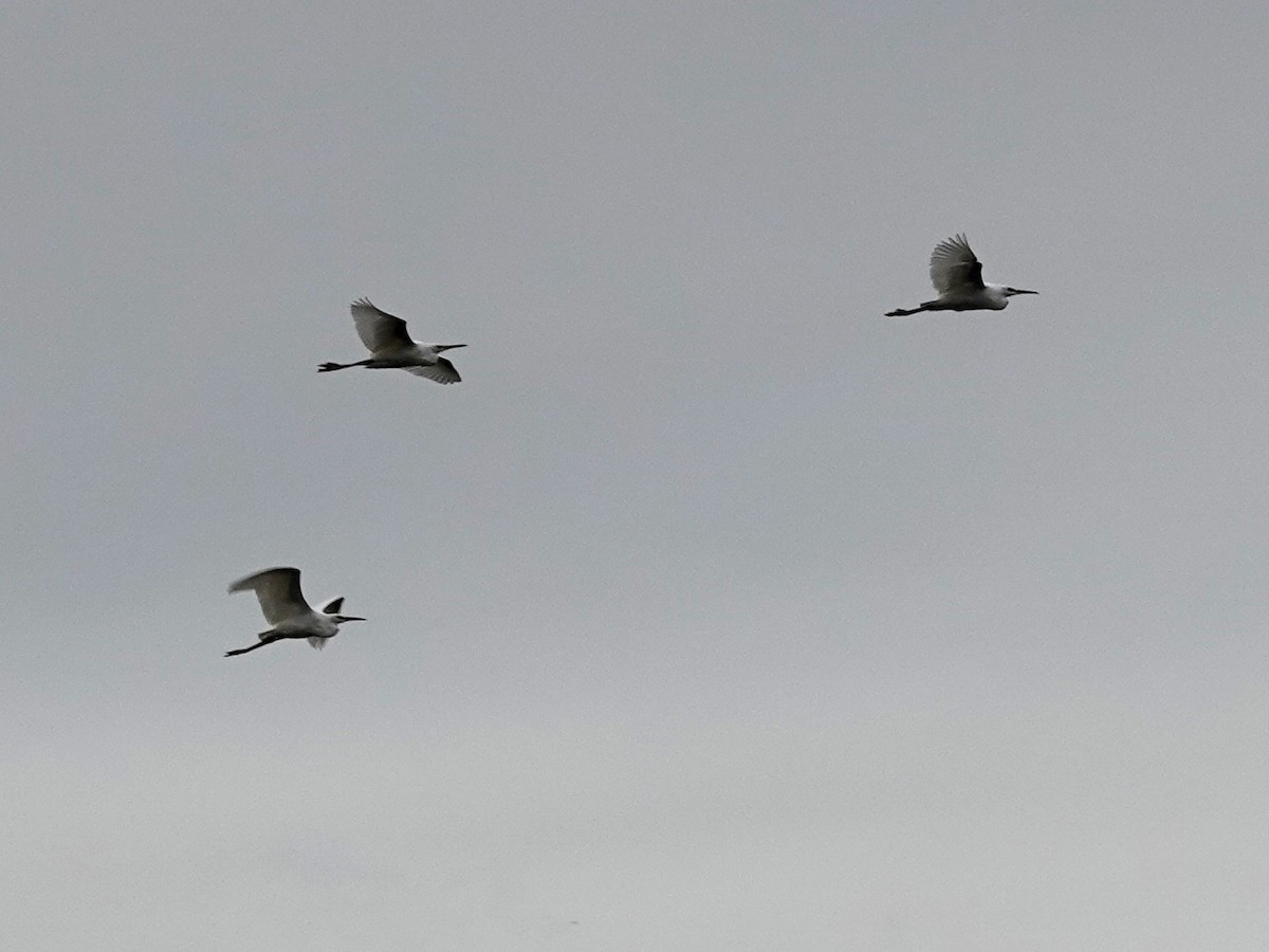 Snowy Egret - ML642674285