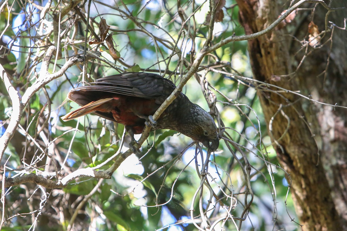 New Zealand Kaka - ML642674286