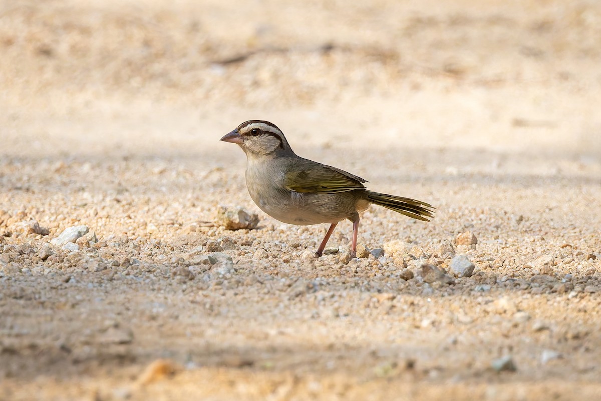 Olive Sparrow (Pacific) - ML642674287