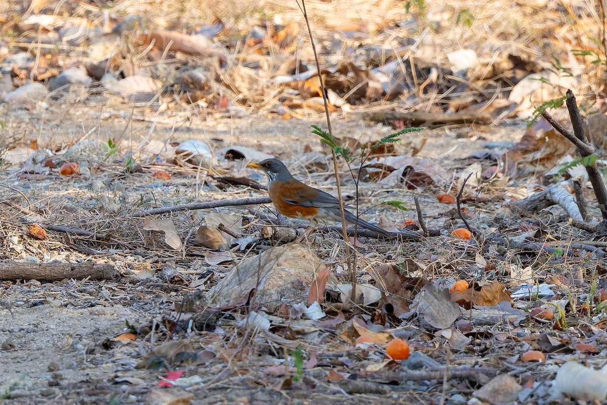 Rufous-backed Robin (Rufous-backed) - ML642674293