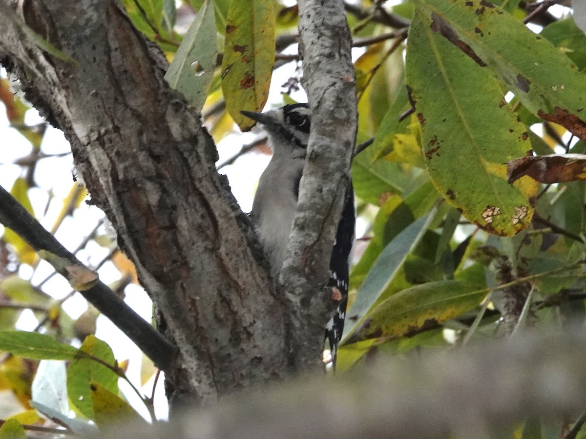 Downy Woodpecker - ML642674300