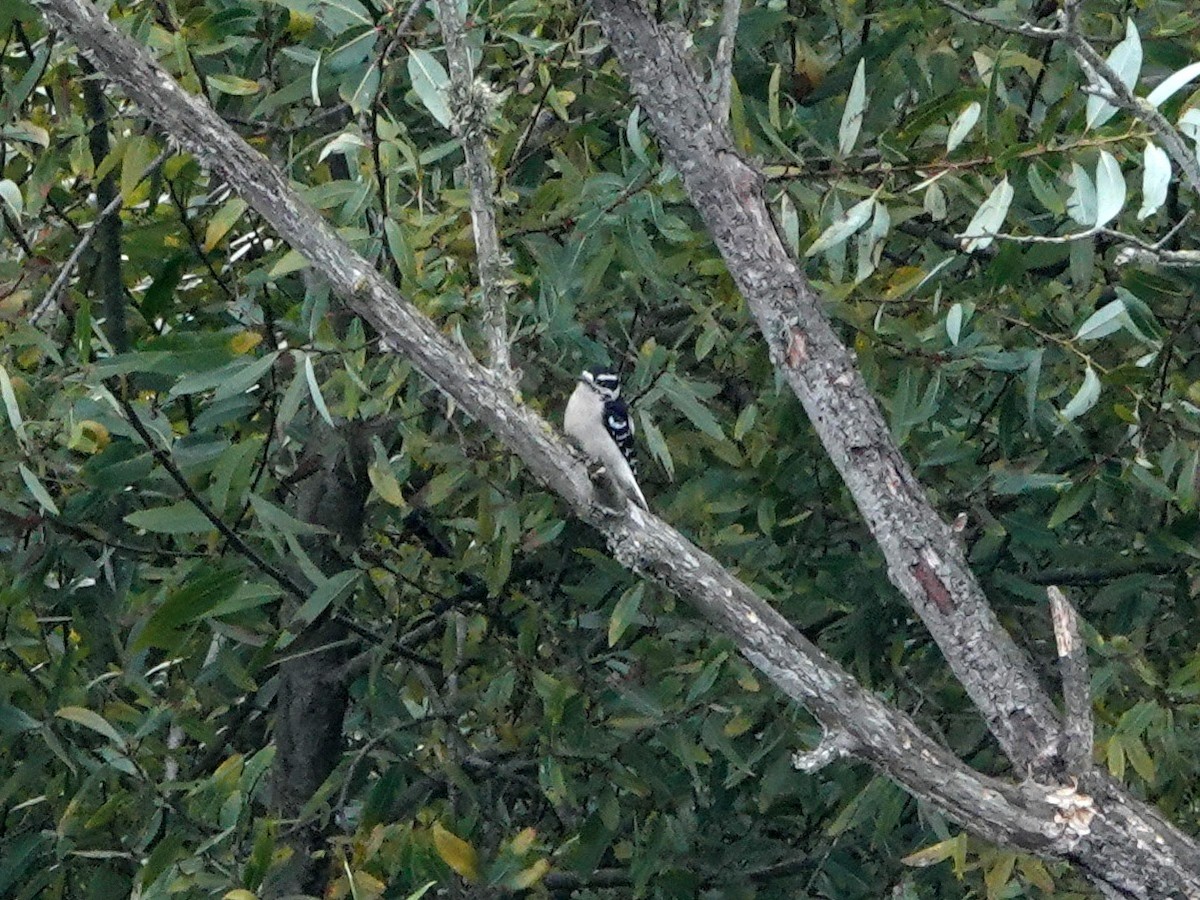 Downy Woodpecker - ML642674302