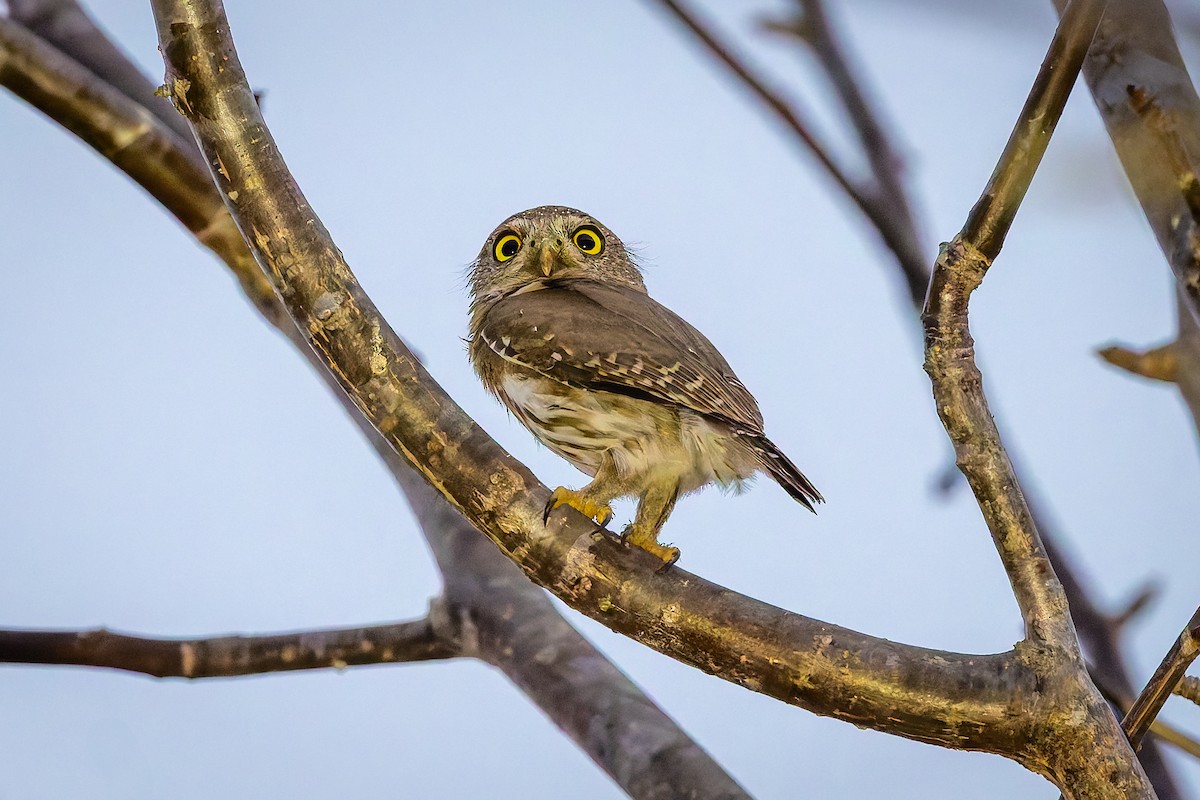 Colima Pygmy-Owl - ML642674304