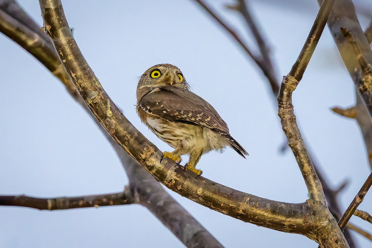 Colima Pygmy-Owl - ML642674305