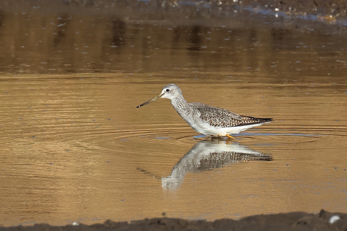Greater Yellowlegs - ML642674311