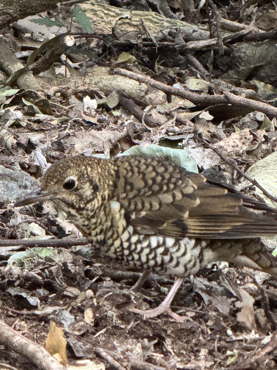 Bassian/Russet-tailed Thrush - ML642674313