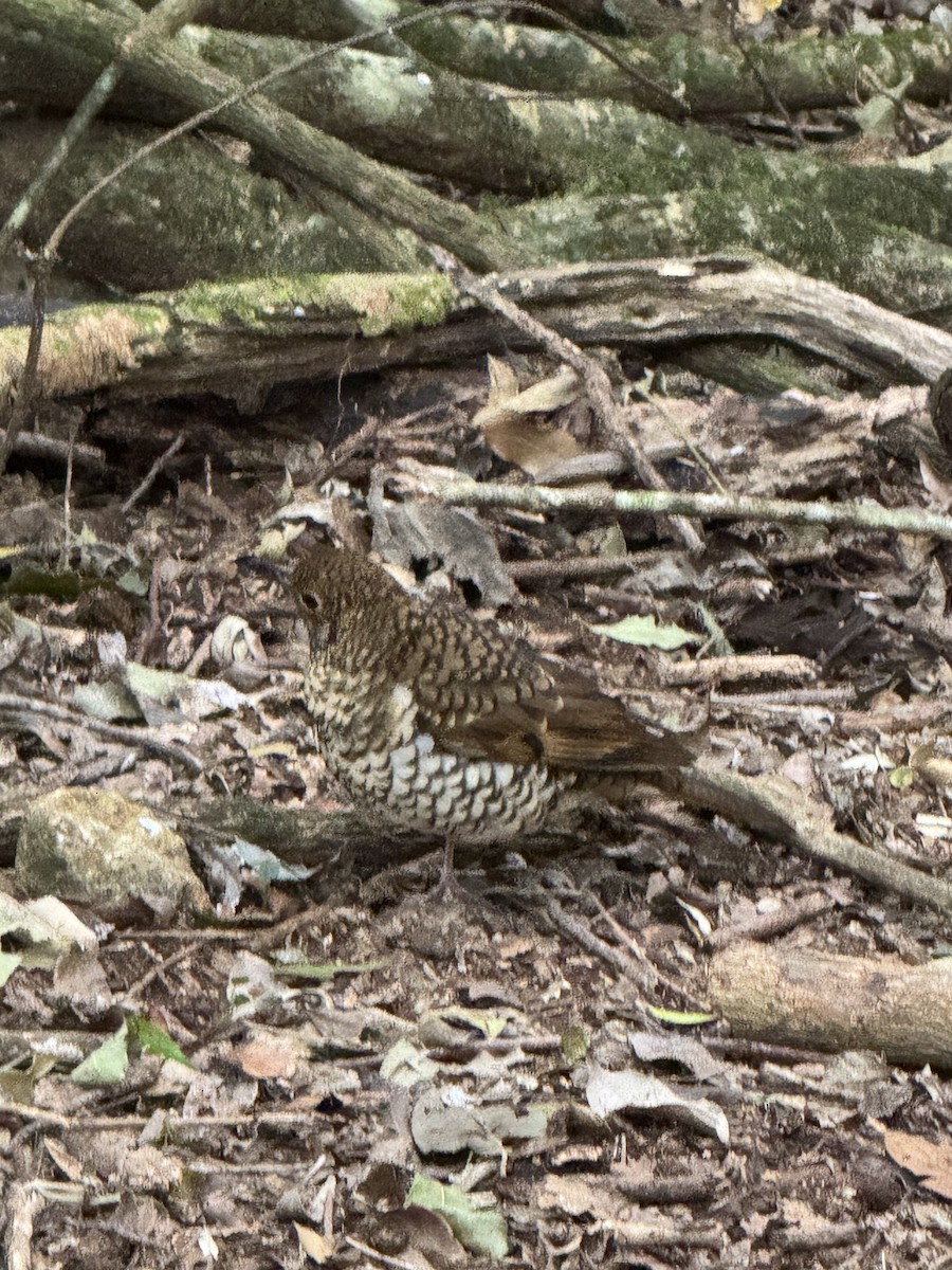 Bassian/Russet-tailed Thrush - ML642674314