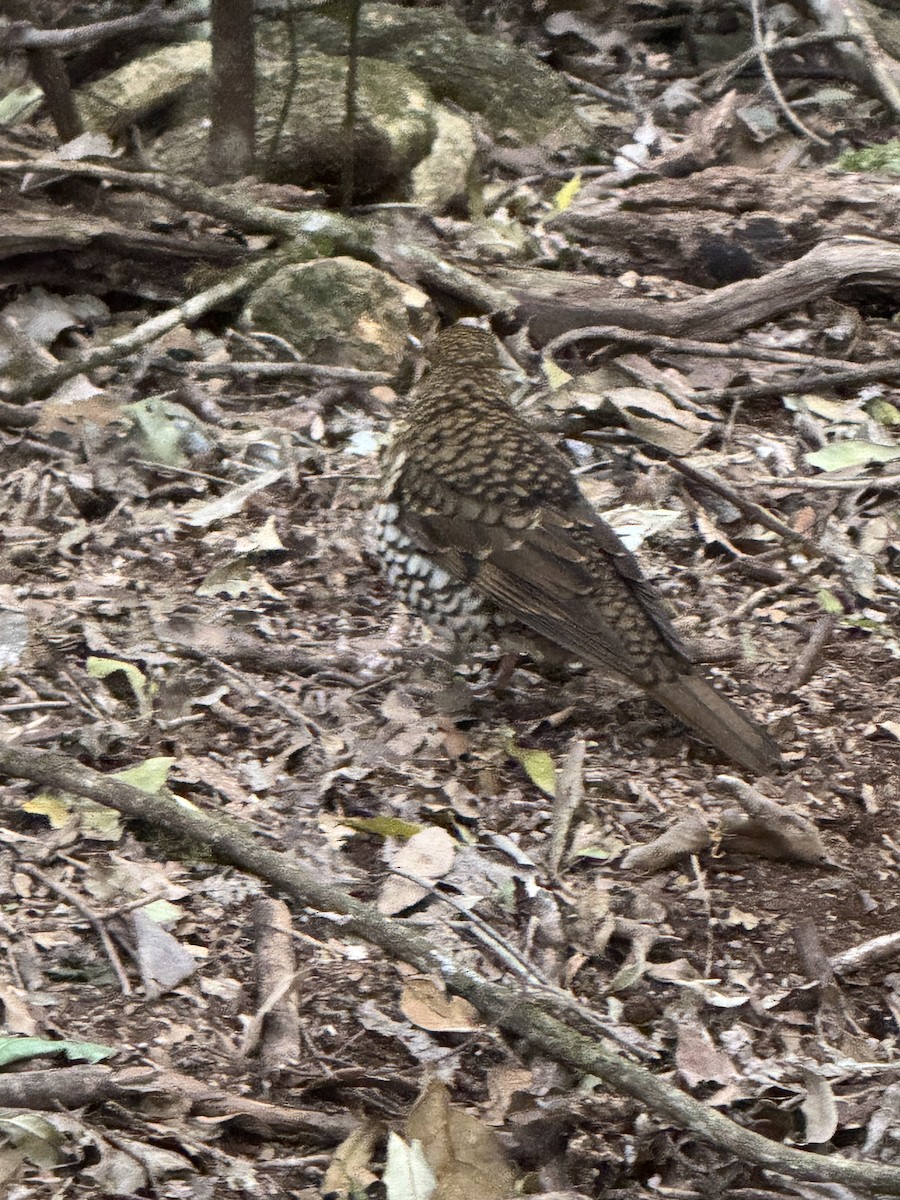 Bassian/Russet-tailed Thrush - ML642674315