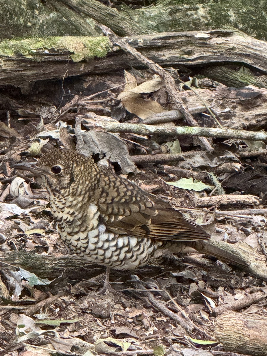 Bassian/Russet-tailed Thrush - ML642674316