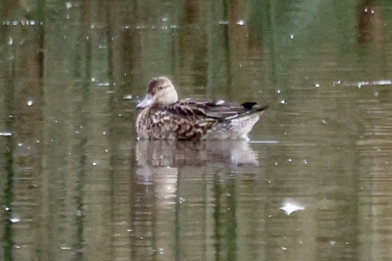 Green-winged Teal - ML642674320