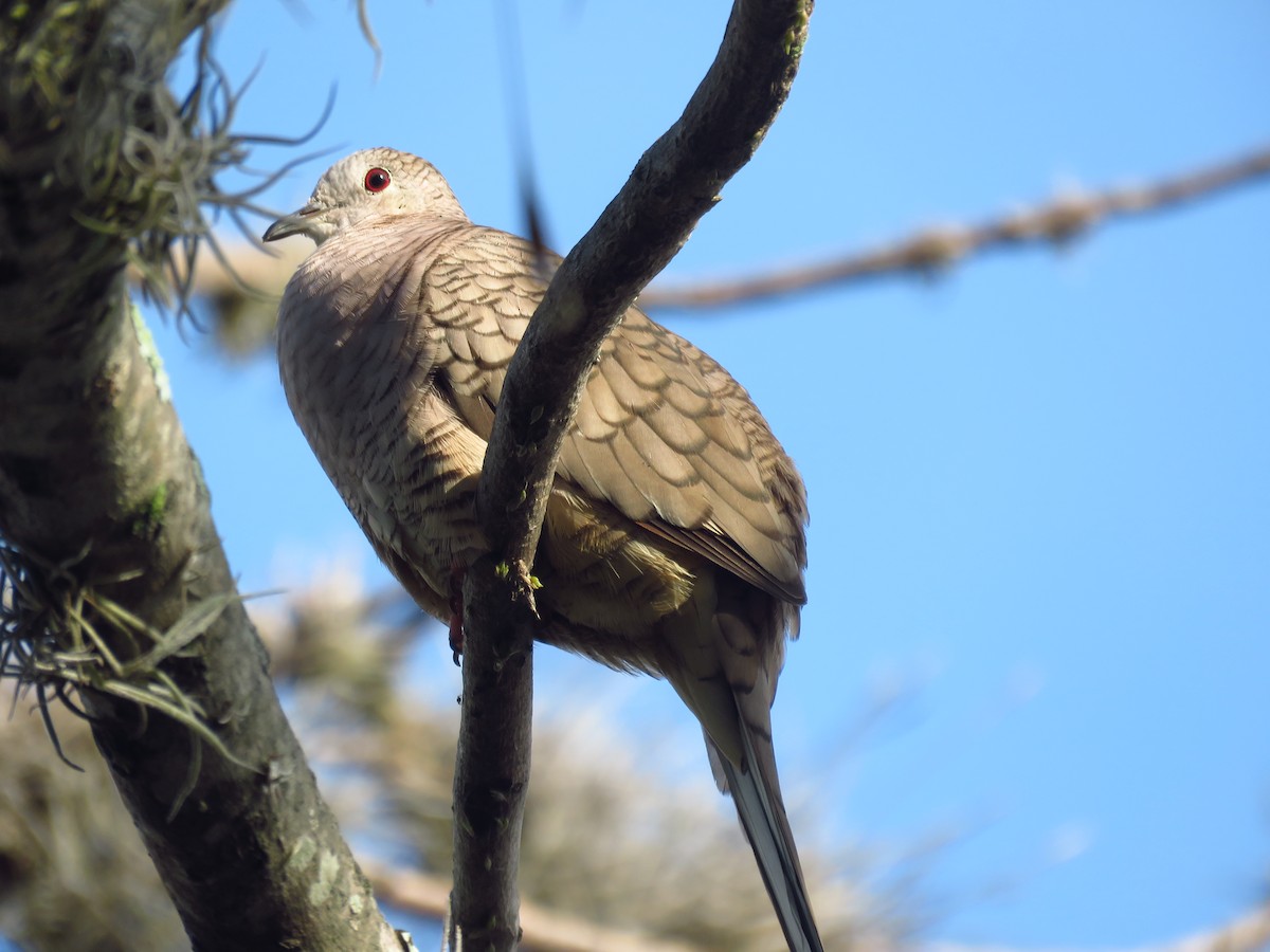 Inca Dove - ML642674326