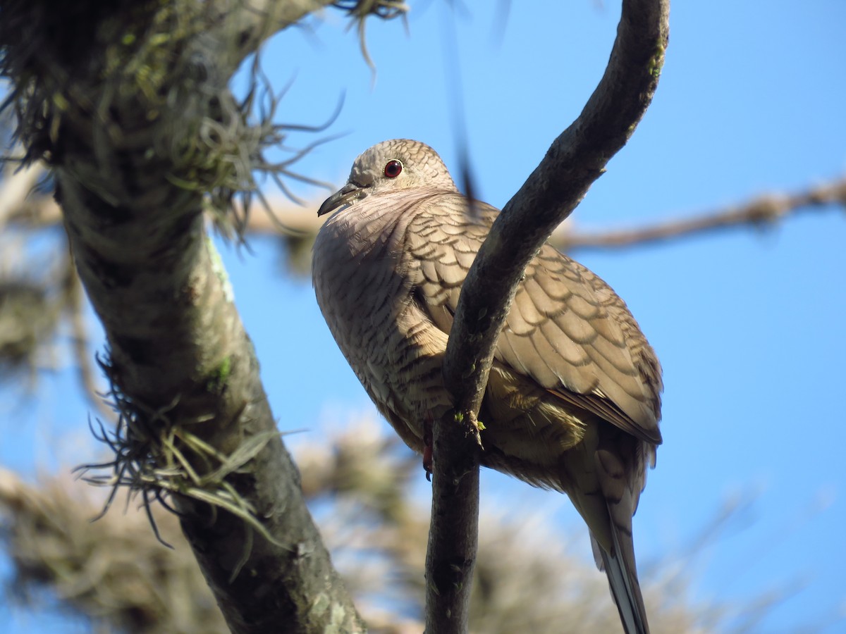 Inca Dove - ML642674327